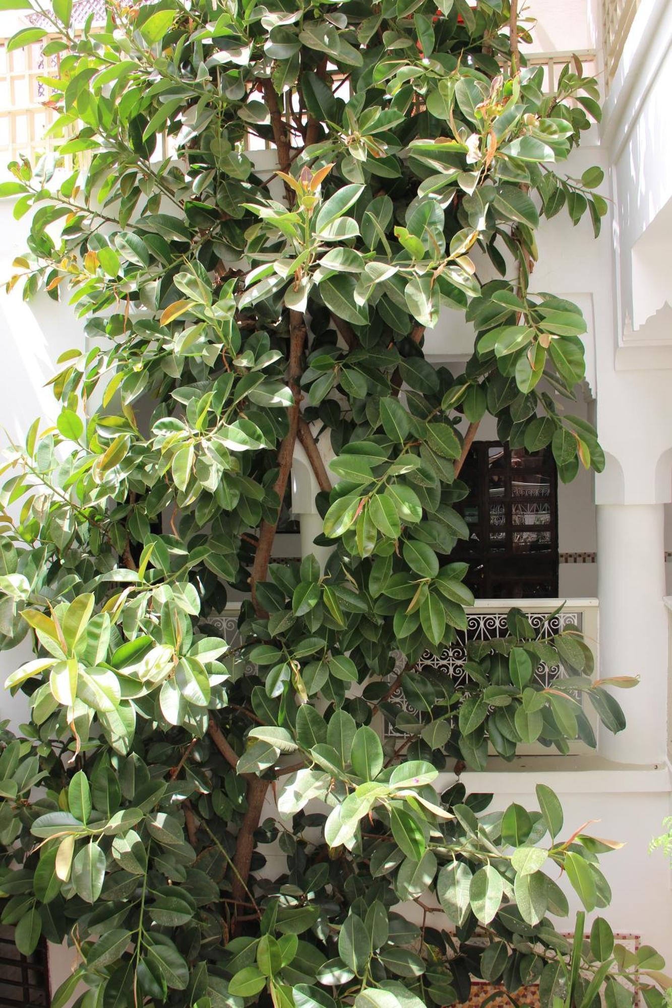 מרקש Riad Dar Nael מראה חיצוני תמונה